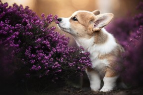 开云体育视频直播-奥运田径选拔赛北京站，巩立姣强势夺金，巩立姣北京奥运会