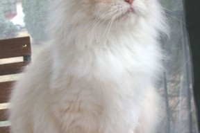 开云电子-中国足球青训产教融合项目顺利推进，中国足球青训补偿及培训费